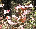 bart_poison_oak_hikes