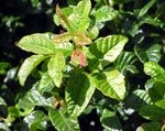 Poison Oak in Spring & Early Summer