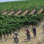Photo of Sonoma Valley Bike Tours