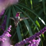 Image Humming bird