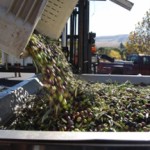 Photo of Olive Press