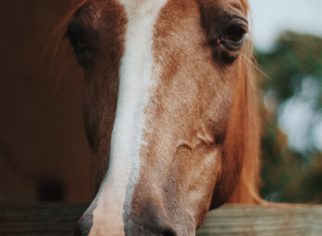 Image Horse